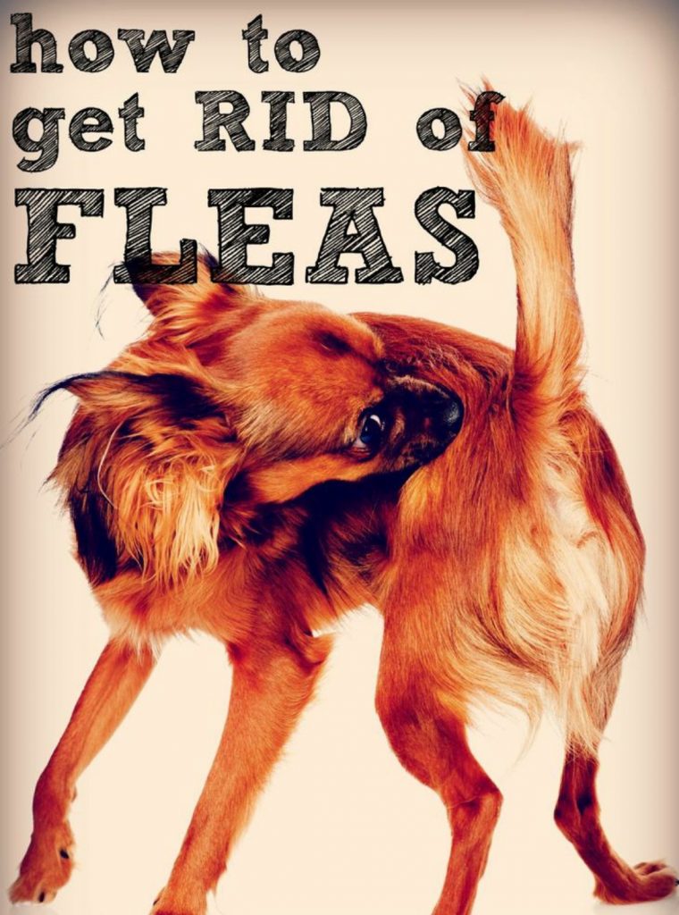 How to Get Rid of Fleas and Ticks on our Pets Baker Bristol Pet Hospital
